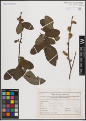 Foto von Salix caprea L.